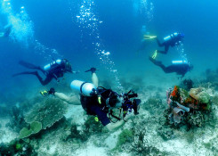 Diver´s group