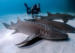 Diving with sharks