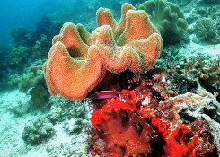 Coral life